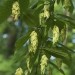 Hop Hornbeam